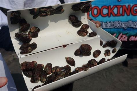 • näytä lisää sivusta abalon jewelry facebookissa. Melestarikan Kerang Laut Abalon yang Sangat Mahal di Meja ...
