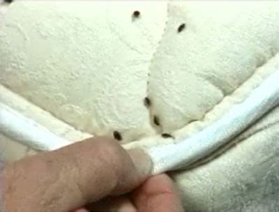 Bugs in my bedroom bed bug i tiny bugs in bedroom carpet. Bed Bugs - Professional Pest Control Lincolnshire - Enviro-Tec