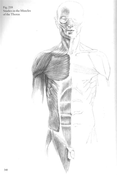 Surface anatomy looks into the external. Foundation Drawing Section O: Anatomy- Torso Muscle Study