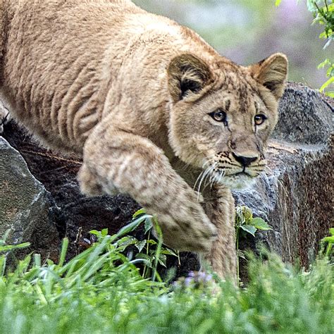 Young Lion Stepping Over Rocks Photograph By William Bitman Fine Art
