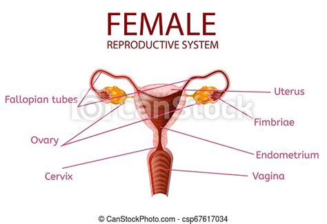 Anatomical Banner Female Reproductive System Detailed Womans