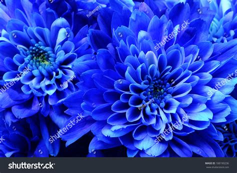 Close Blue Flower Aster Details Background Stock Photo Edit Now 188190236