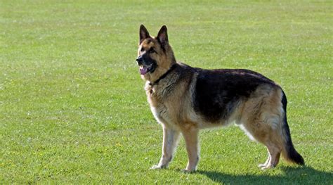9 Reasons Why Everyone Loves A German Shepherd Dogs Addict