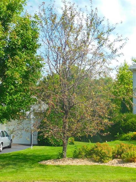 Apple Scab And Your Crabapple Trees — Shadywood Tree Experts And