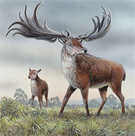 Elk, (cervus elaphus canadensis), also called wapiti, the largest and most advanced subspecies of red deer (cervus elaphus), found in north america and in high mountains of central asia. Irish Elk Facts, Habitat, Pictures, Behavior, Antlers and ...