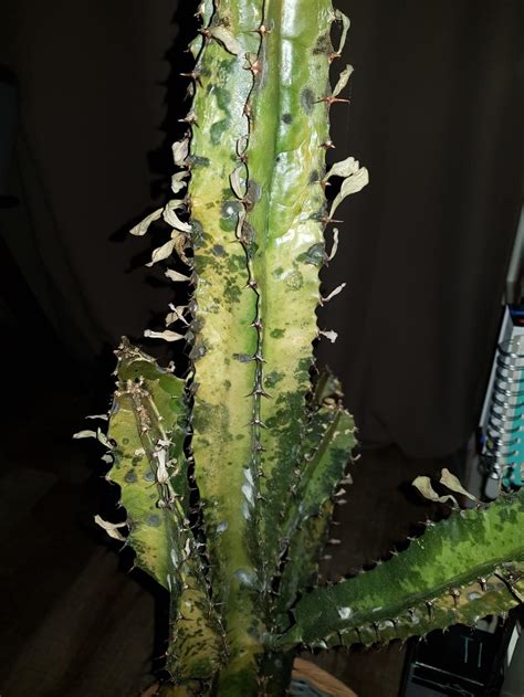 The following signs show an overwatered plant: Plant ID forum→Identify & save rotting/dying cactus ...