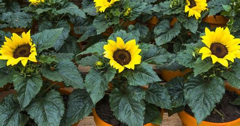 Moisten the soil and keep slightly moist until germination. Here are 6 Tips to Help You Grow Large, Gorgeous ...