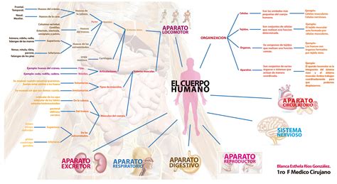 Mapa Mental Del Cuerpo Humano Mapas Images And Photos Finder