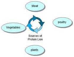 Protein - Nutrition For Animals