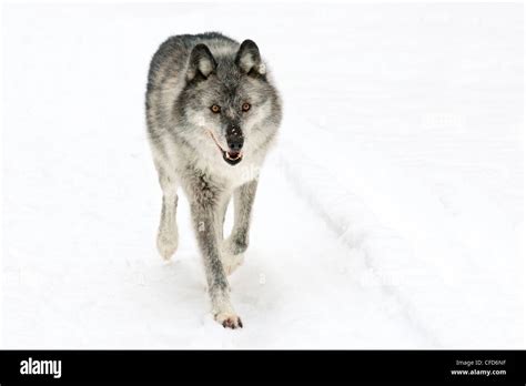 Female Wolf Stock Photos And Female Wolf Stock Images Alamy