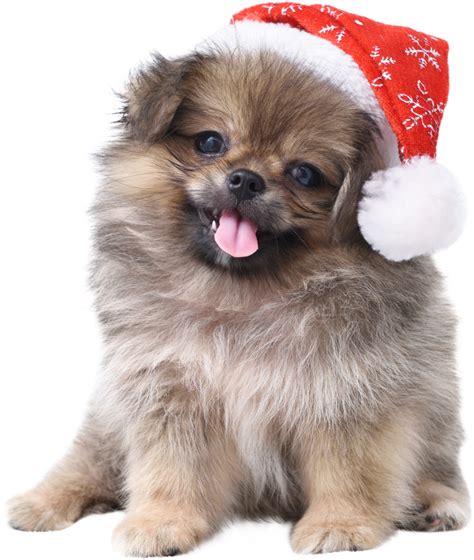 Christmas Dog Png Image Purepng Png Transparent Background