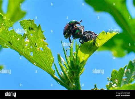 Japanese Beetles Hi Res Stock Photography And Images Alamy