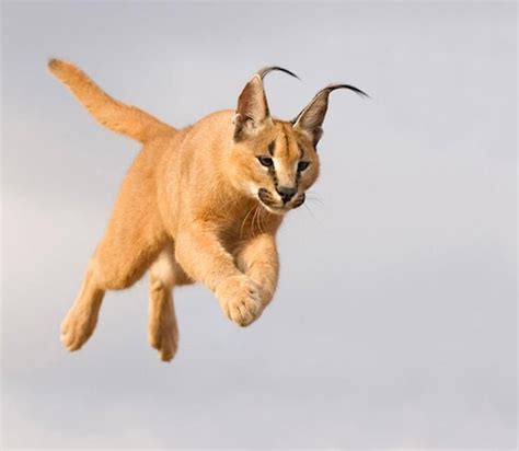 Important Facts About Caracal Pet You Need To Know Small Wild Cats