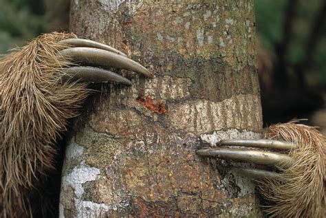 Maned Sloth Claws Bradypus Torquatus Photograph By Nhpa Pixels