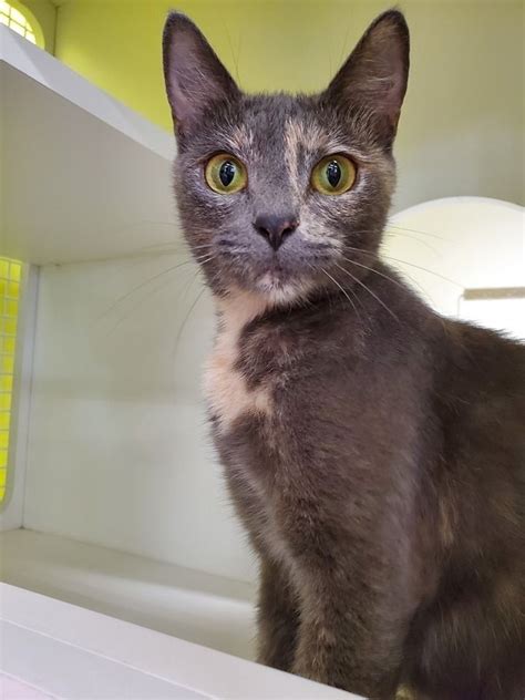 If you are one of those individuals who thinks that the adoption process is too tedious, or that there would be very expensive fees. Adopt Thyme (Hudson, NH) on | Adoption, Pet care, Cat life