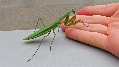 New Pet Praying Mantis Youtube