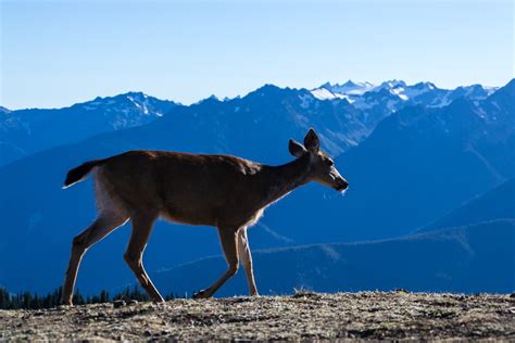 Free Images Landscape Wilderness Mountain Range Wildlife Deer