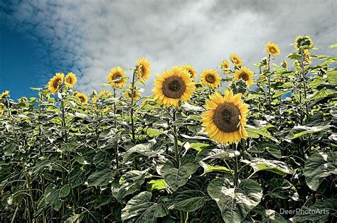 Sunflower Storm By Deerphotoarts Redbubble