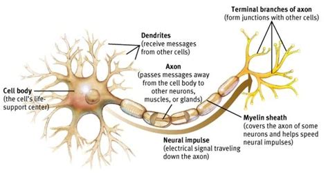 Diagram Of Neuron And Functions