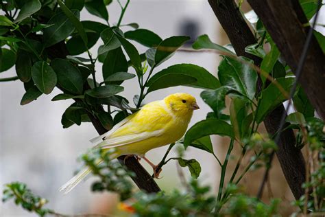 A Canary In A Coal Mine Meaning And Origin Revealed A Z Animals