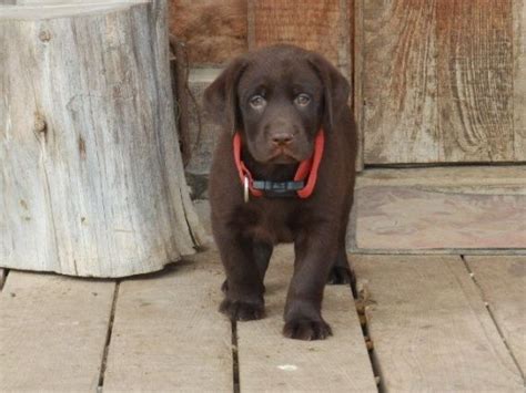 Labrador Retriever Puppies For Sale Cheshire Ct 246777