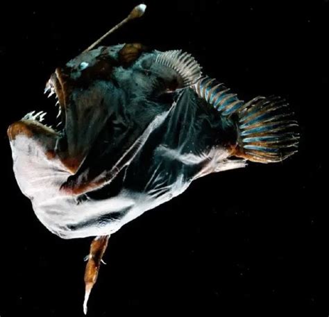 《海底总动员》：你知道鮟鱇鱼为了找对象有多努力吗？