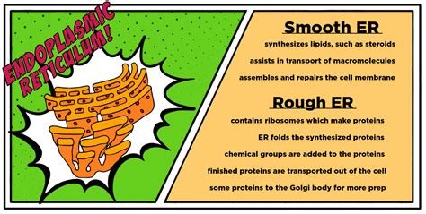 Maybe you would like to learn more about one of these? Cell Transport — Role of Golgi Apparatus & ER - Expii