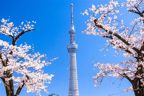 Tokyo Trip: Attractive Places to Visit on Your First-Time Trip - ANA