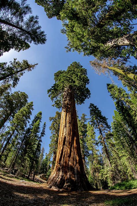 California Giant Sequoia Tree Photograph By Daniel Woodrum Fine Art