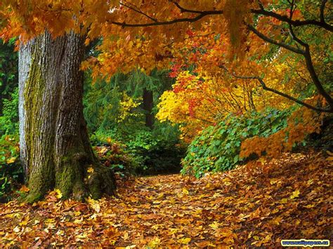 🔥 Free Download Spring Of Autumn Colours Of Autumn 1024x768 For Your