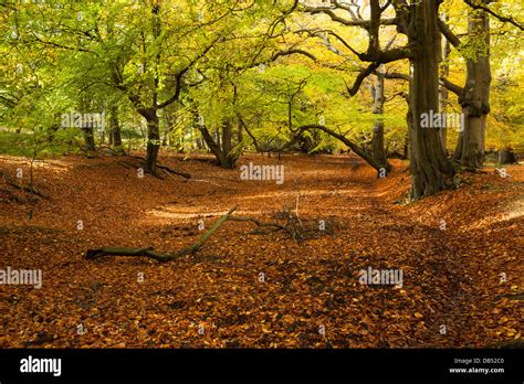 Avenue Of Ancient Beech Trees Within Thunderdell Wood In Full Autumnal
