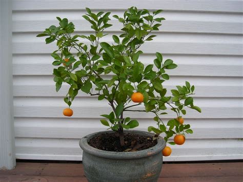 Grow An Indoor Citrus Tree Kit Mini Orange Tree By Sevenacrewoods 5