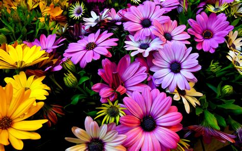 Purple succulent with yellow flowers. Purple Yellow Daisy Flowers 4K wallpaper