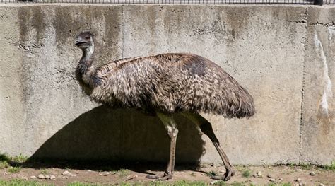 Emu Capron Park Zoo