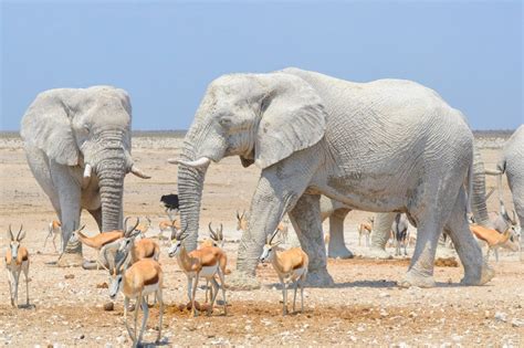 Amazing White Elephants Covered In Clay Have Been Fooling Tourists