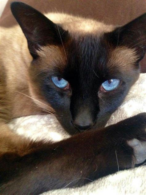 Pin By Teresa Rotella On Cats Siamese Cats Blue Point Siamese Cats