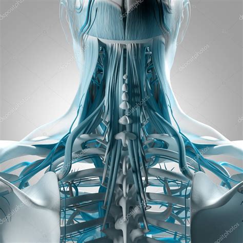 Human Neck And Spine Anatomy Model Stock Photo By ©anatomyinsider 129011498