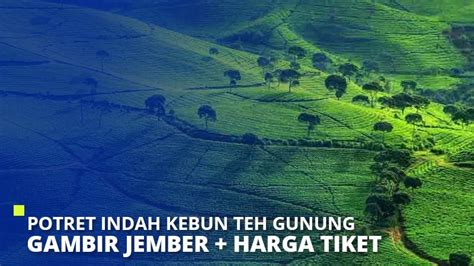 Tiket wisata kebun agung jember : Potret Indah Kebun Teh Gunung Gambir Jember + Harga Tiket ...