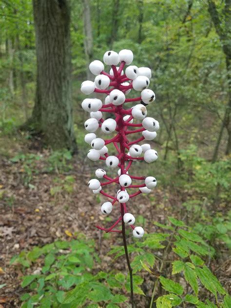 white-berries-with-red-stems-found-in-kettle-moraine-state-park,-wi,-usa-whatsthisplant