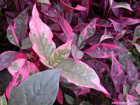 Pokok bunga raya ini nama saintifiknya hibiscus rosa sinensis 'red hot'. mytaman ilhamnurani: Tanaman Landskap - Tumbuhan Renek ...