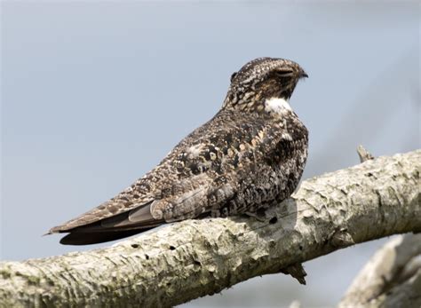 Pictures And Information On Common Nighthawk