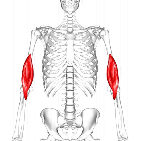 11 Arm Muscles — Brookbush Institute Human Body