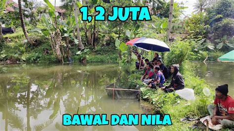 MANCING BORONGAN DI AWAL TAHUN 2024 BAWAL DAN NILA HARGA 1 2 JUTA