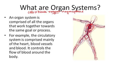 Organization Of Living Things Video Biology Ck 12 Foundation