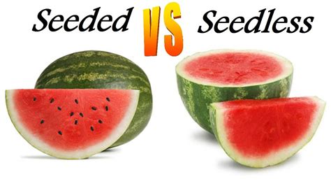 Day 27 Seeded Vs Seedless Fruit Watermelon And Grapes Youtube