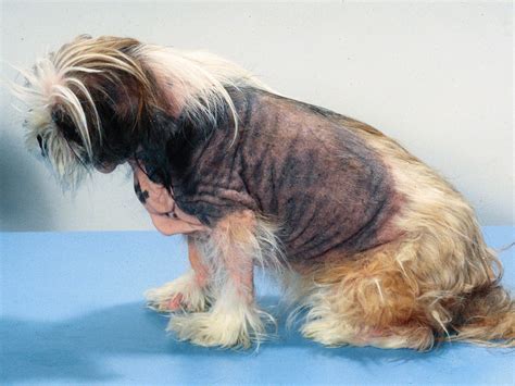Canine Atopic Dermatitis Treatment Definition Diagnosis