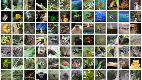 Tropical Rainforest Animals And Plants Tropical Rainforest Animals
