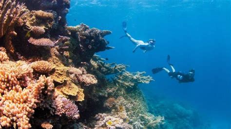 Hamilton Island Dive And Snorkel Tour Outer Barrier Reef