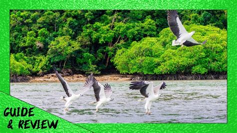 Langkawi Island Hopping Tour Eagle Feeding Guide And Review Youtube