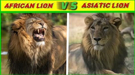 African lion vs Asiatic lion कसक हग जत शर और शर क बच हई